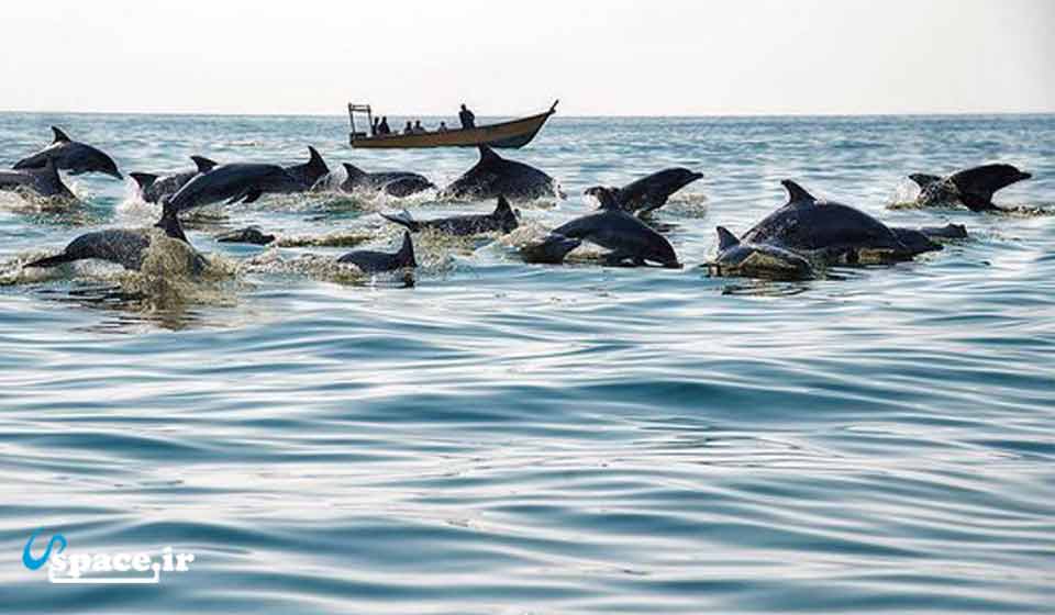 تماشای دلفین ها - جزیره هنگام